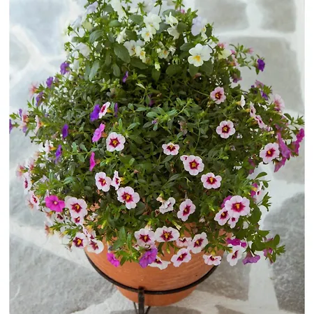 Ammoshine Holiday home